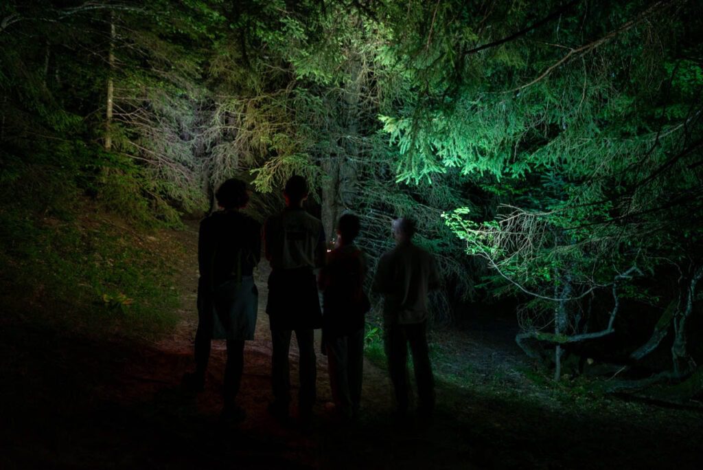 Conte moi la nuit: L’aventure nocturne en forêt