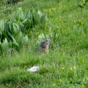 Une marmotte dans les prés