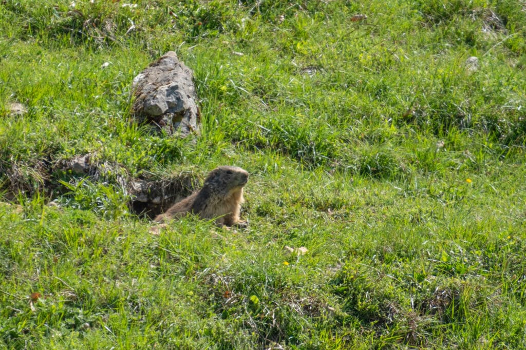 Rendez vous avec les marmottes