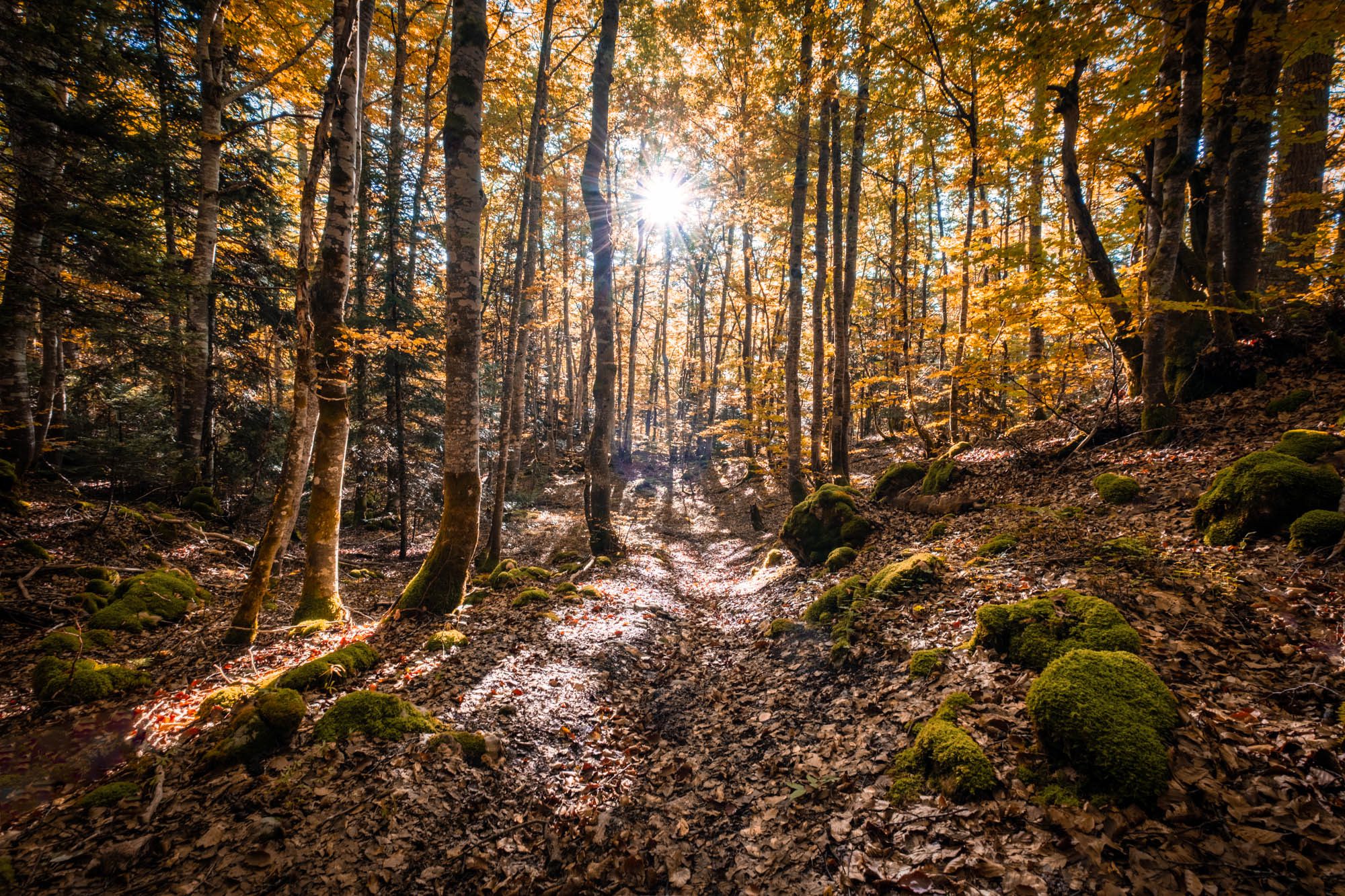 Dans les bois