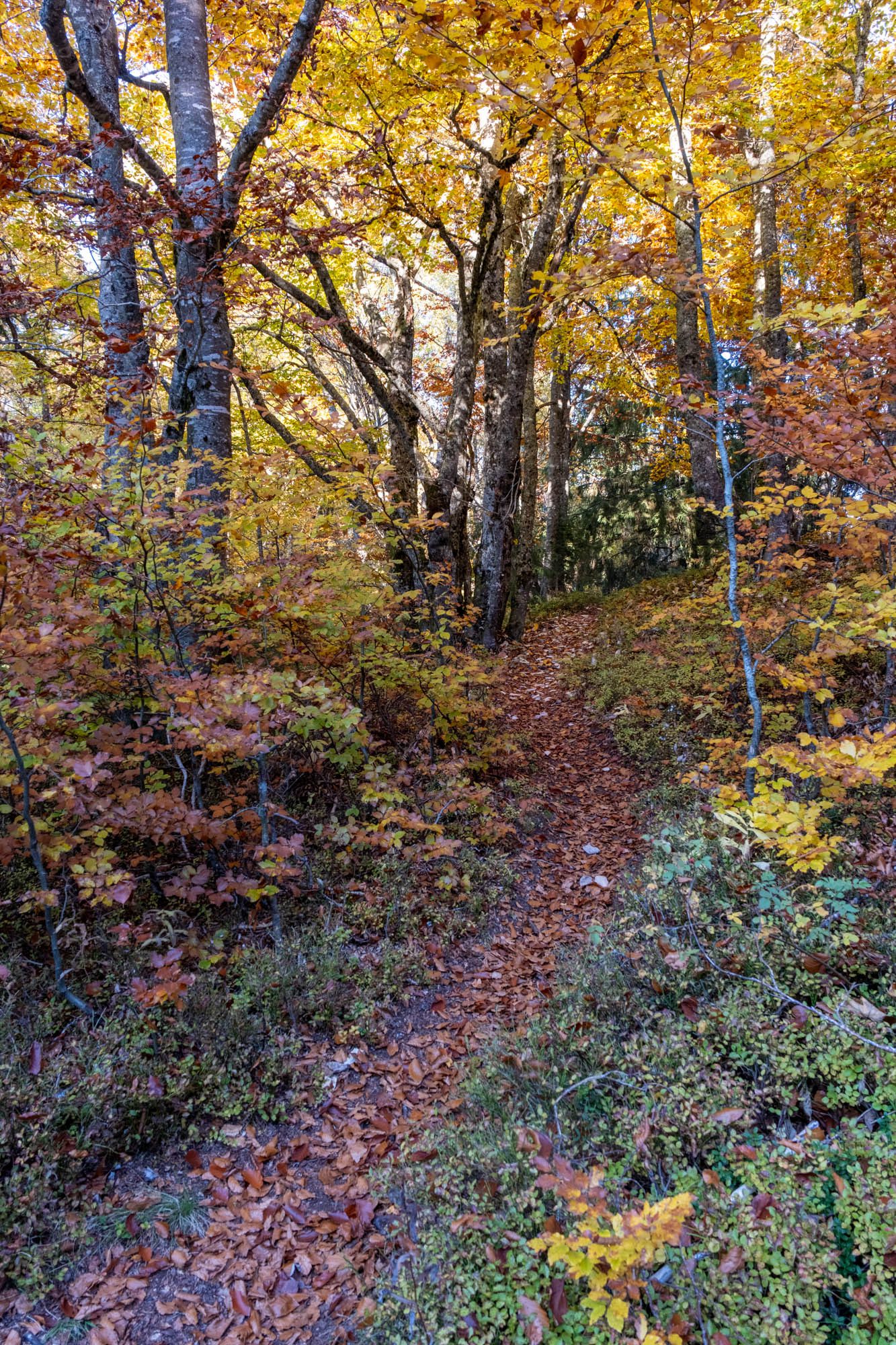 chemin automne