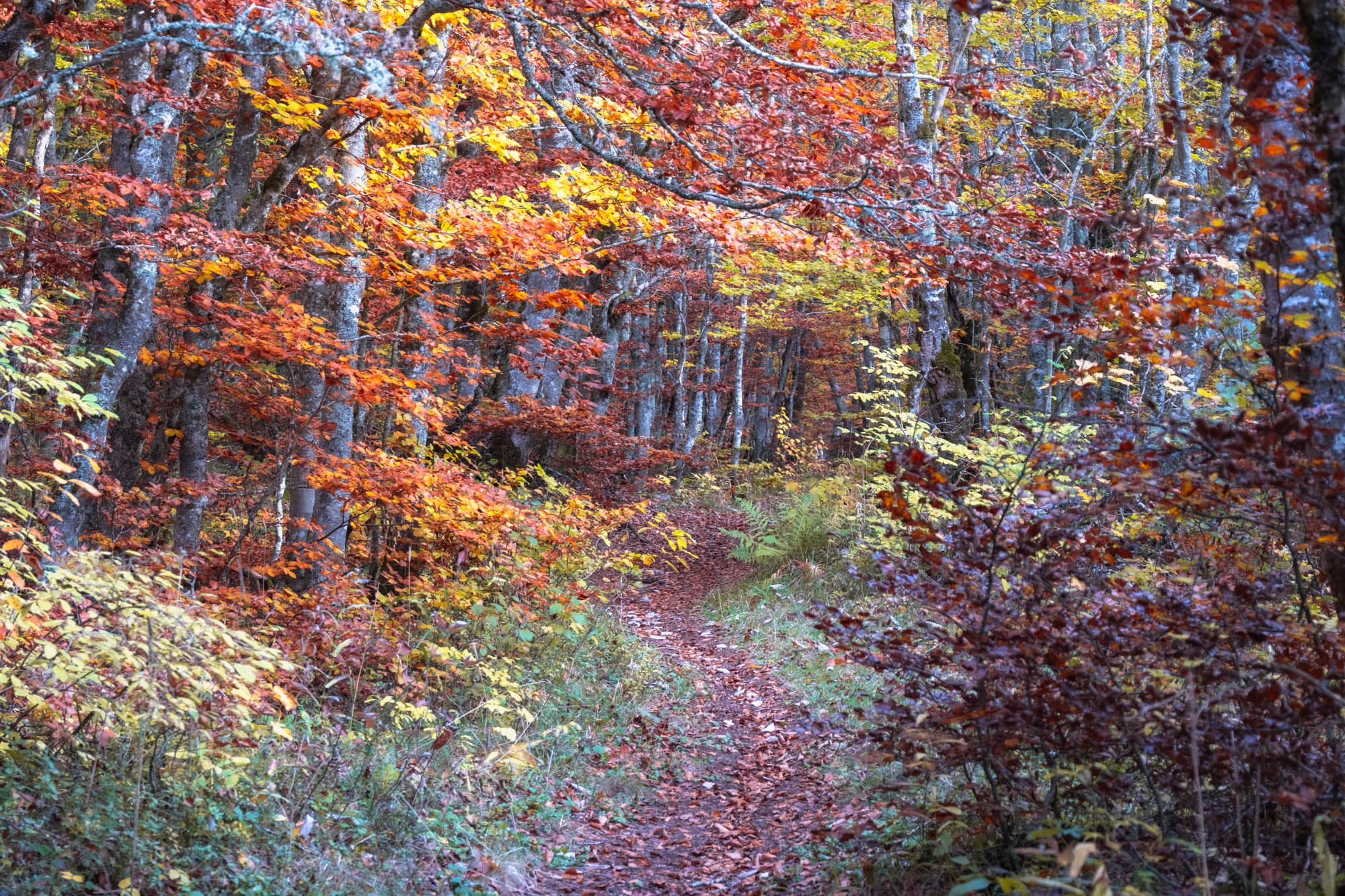 Dans les bois automne