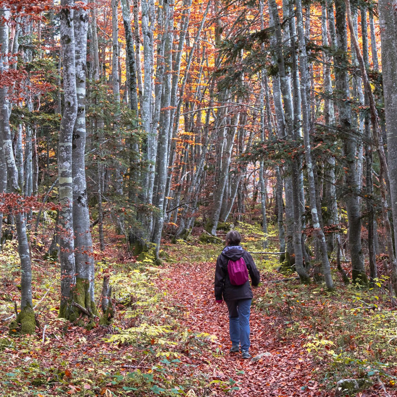 Promenade en automne