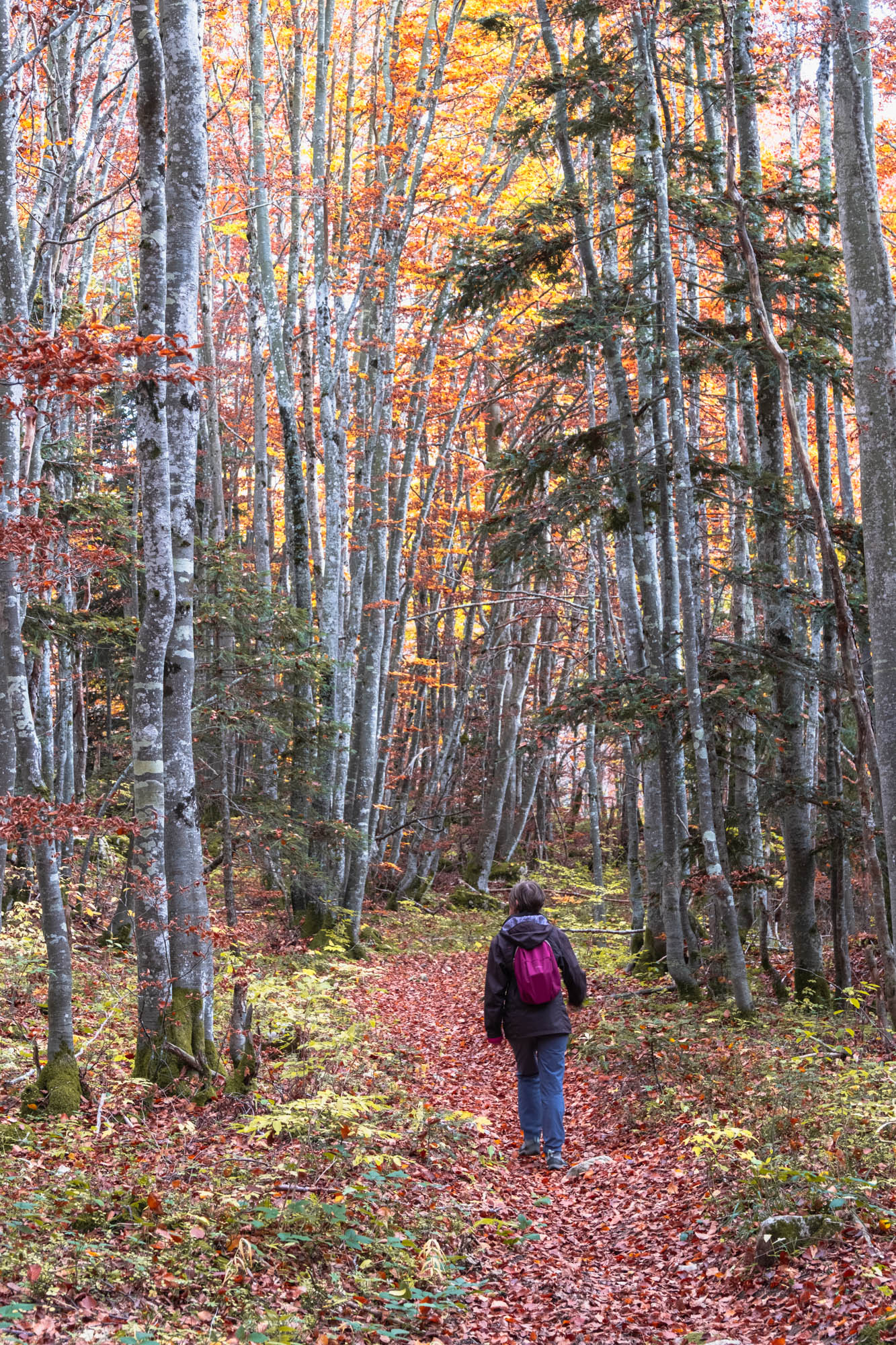 Promenade en automne